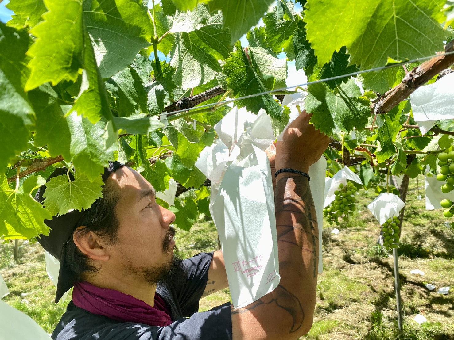 農家さんが選んだおすすめ品 - 山梨市場